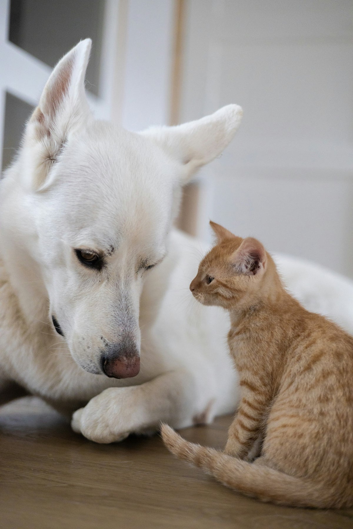 A white dog and a ginger kitten looking at each other